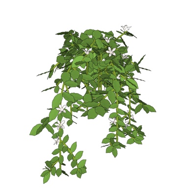 现代绿植花草免费su模型(1)