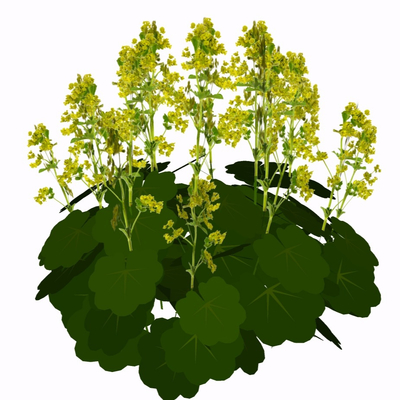 现代花草植物免费su模型(1)