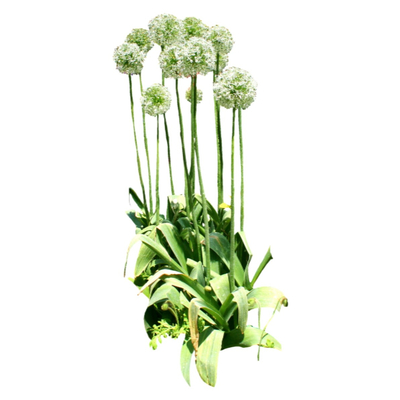 现代绿植花卉免费su模型(1)