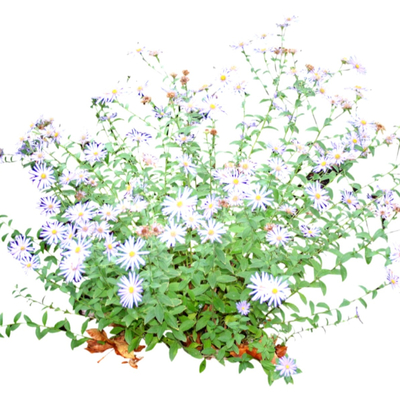 现代绿植花卉免费su模型(1)