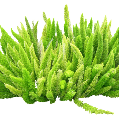 现代绿植花草免费su模型(1)