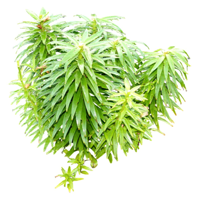 现代绿植花草免费su模型(1)