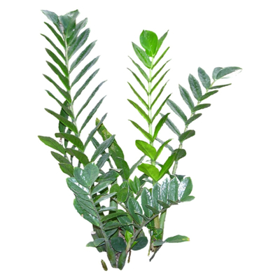 现代绿植花草免费su模型(1)