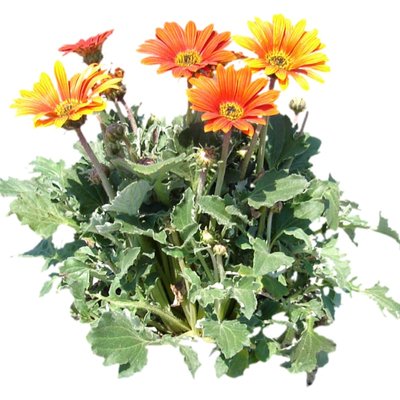现代绿植花卉免费su模型(1)