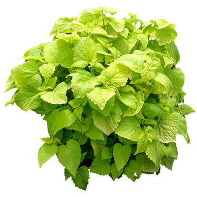 现代绿植免费su模型(1)