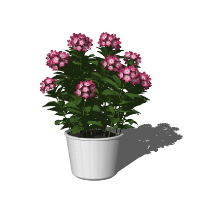 现代花卉盆栽免费su模型(1)