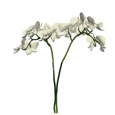 现代花草植物免费su模型(1)