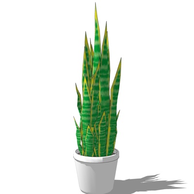 现代虎尾兰免费su模型(1)