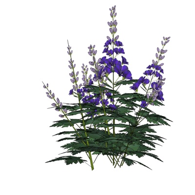 现代高翠雀花免费su模型(1)