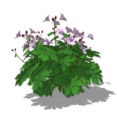 现代唐松草免费su模型(1)
