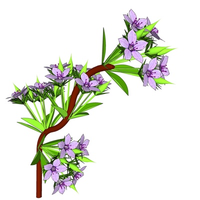 现代翠雀花免费su模型(1)