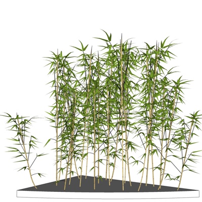 现代竹子植物免费su模型(1)
