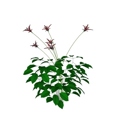 现代花草植物免费su模型(1)