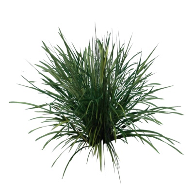 现代花草植物免费su模型(1)