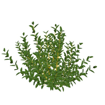 现代花草植物免费su模型(1)