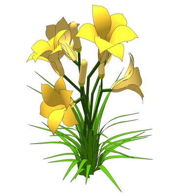 现代黄花马蹄莲免费su模型(1)
