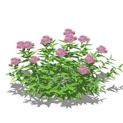 现代花草植物免费su模型(1)