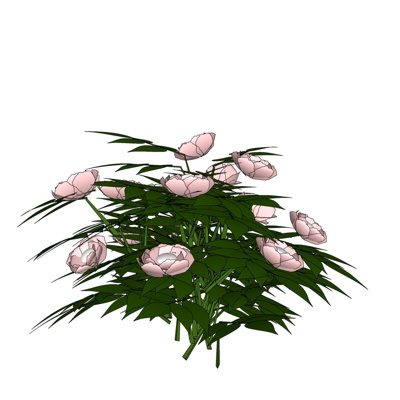 现代玫瑰花免费su模型(1)