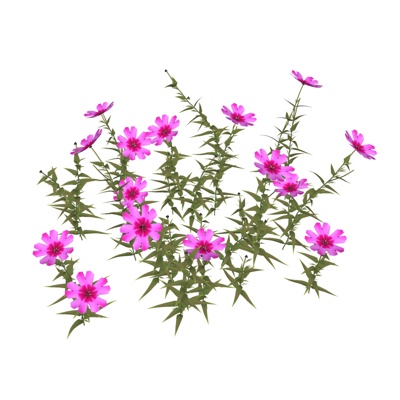 现代石竹花免费su模型(1)