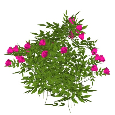 现代玫瑰花免费su模型(1)