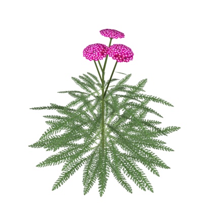 现代欧蓍草免费su模型(1)