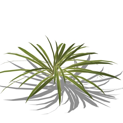 现代花草植物免费su模型(1)