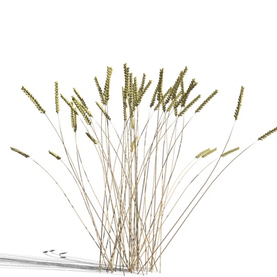 现代小麦植物免费su模型(1)