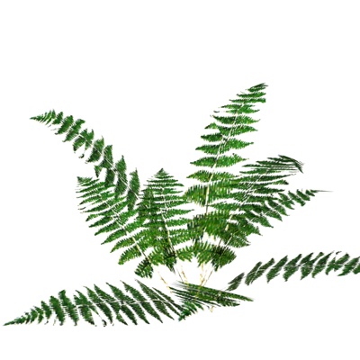 现代桫椤免费su模型(1)