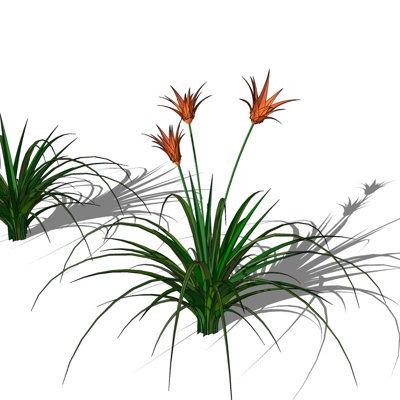 现代花草植物免费su模型(1)