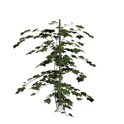 现代花草植物免费su模型(1)