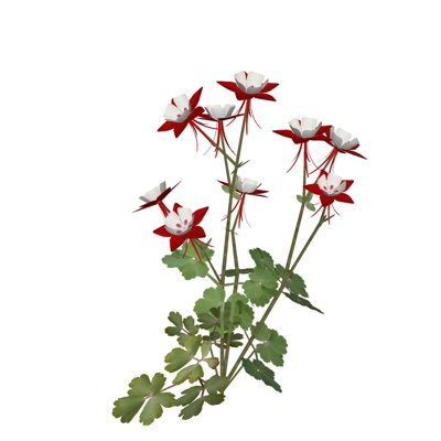 现代耧斗菜免费su模型(1)