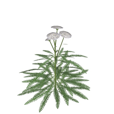 现代蕨植物免费su模型(1)