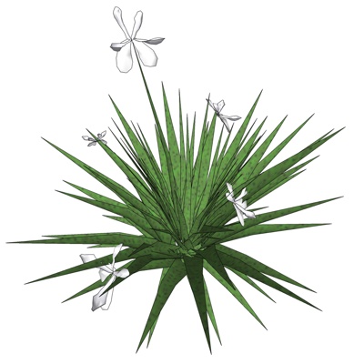现代花草植物免费su模型(1)