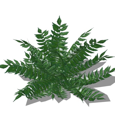 现代蕨植物免费su模型(1)