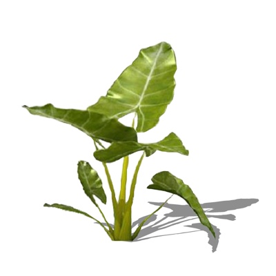 现代阔叶免费su模型(1)