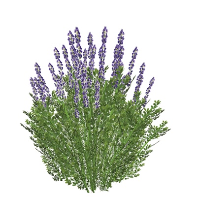 现代薰衣草免费su模型(1)
