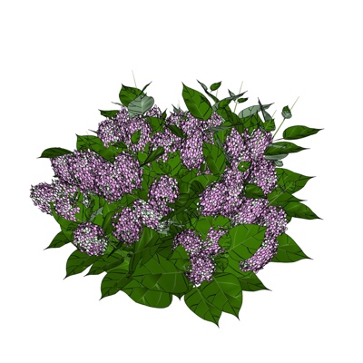 现代花草植物免费su模型(1)