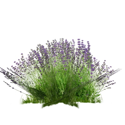 现代薰衣草免费su模型(1)