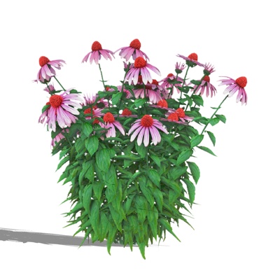现代松果菊免费su模型(1)