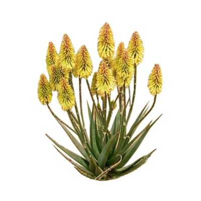 现代火炬花免费su模型(1)