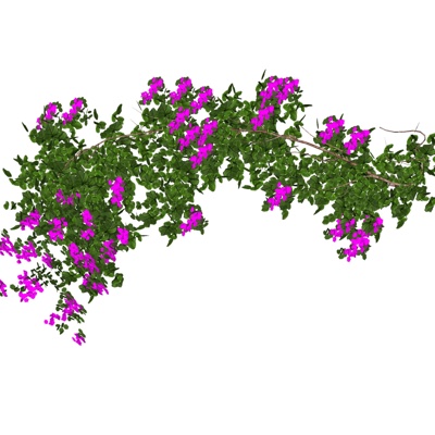 现代叶子花免费su模型(1)