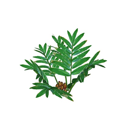 现代袖珍椰子免费su模型(1)