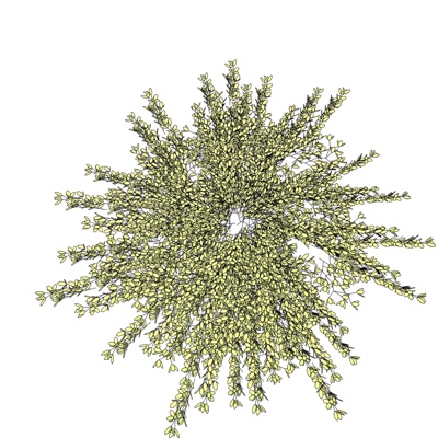 现代花草植物免费su模型(1)