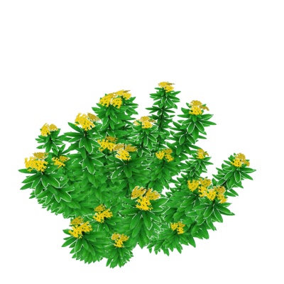 现代黄花槐免费su模型(1)