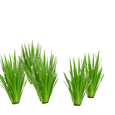 现代菖蒲免费su模型(1)