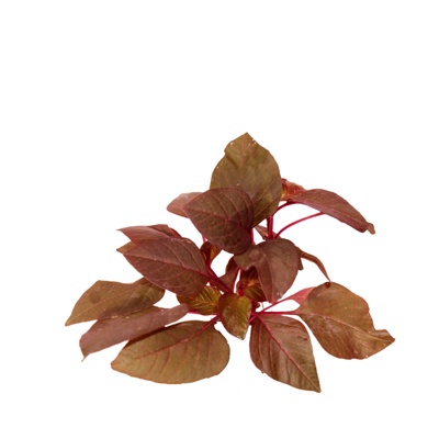 现代花草植物免费su模型(1)