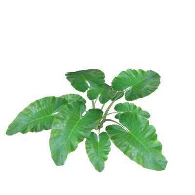 现代海芋免费su模型(1)