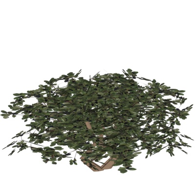 现代花草植物免费su模型(1)