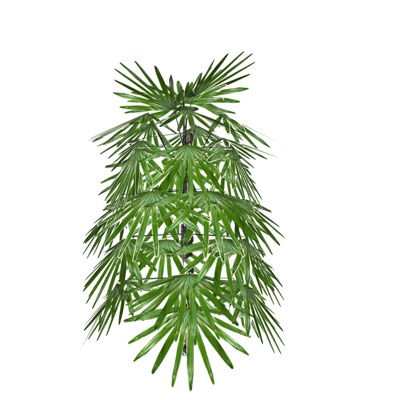 现代棕竹免费su模型(1)