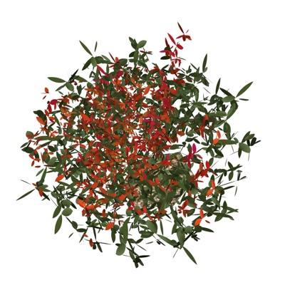 现代花草植物免费su模型(1)